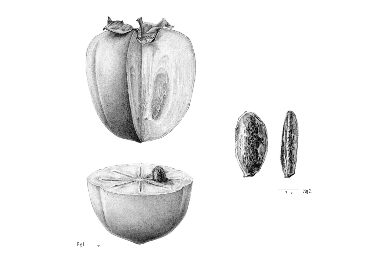 Kakia. Diospyros kaki