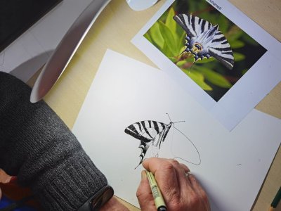 Dibujando una mariposa