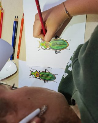 Dibujando un insecto verde