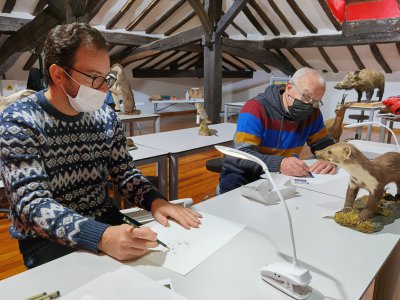 Museoaren bildumako erbinude bat marrazten