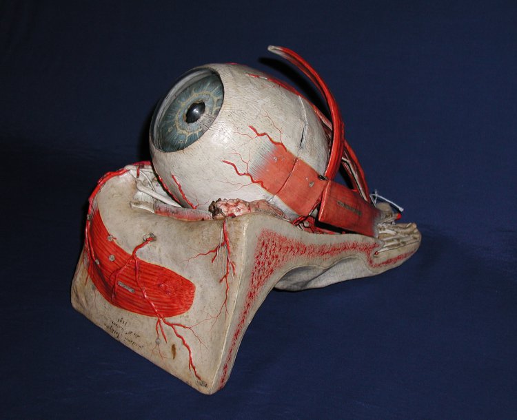 Right Eye Anatomy Model Right Eye Anatomy Model