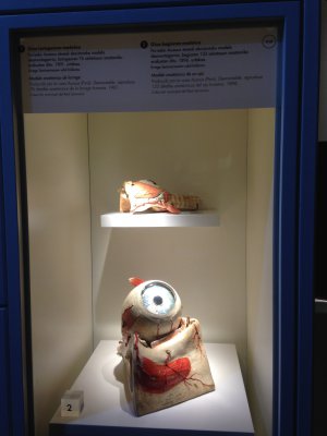Modèle anatomique de l'oeil dans l'exposition du musée.