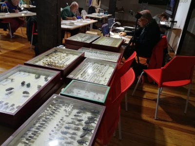 Colección de Entomología del museo Laboratorium